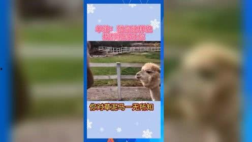娱乐吃瓜群众歌曲视频下载,揭秘“吃瓜群众”歌曲视频下载背后的故事
